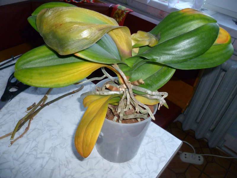 У орхидеи вялые листья: почему и что делать, чтобы спасти дряблое растение, как понять в чем причина, если цветок начал вянуть и опустил листочки вниз