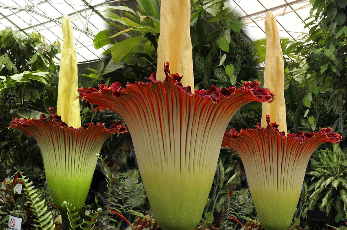 Аморфофаллус 37 фото уход за цветком змеиное дерево в домашних условиях самое большое в мире комнатное растение аморфофаллус пионолистный