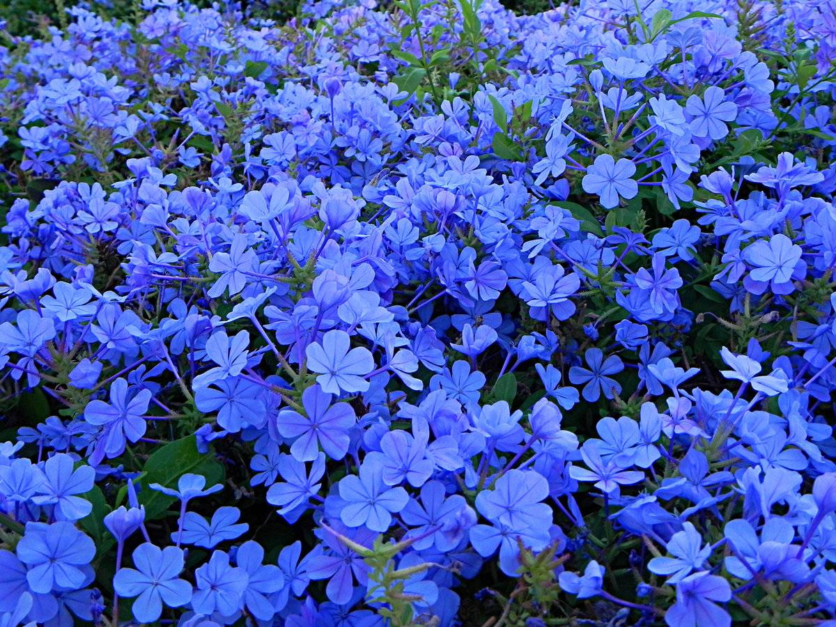 Садовый цветок синий. Свинчатка (плюмбаго). Плюмбаго голубая. Цветок свинчатка голубая. Плюмбаго голубая цветок.
