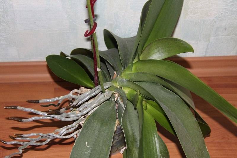 Как правильно выращивать детку орхидеи под тепличкой?