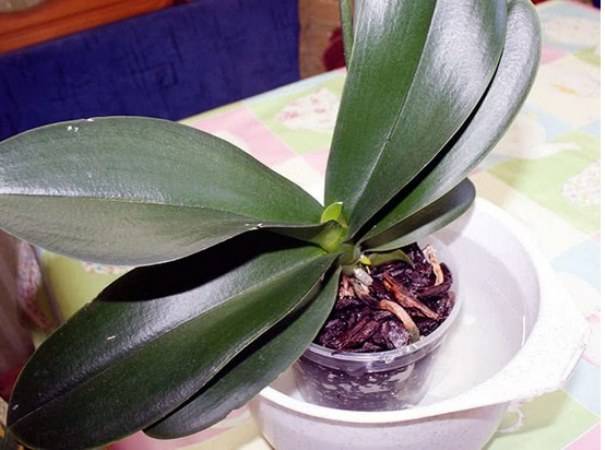 Как заставить цвести орхидею фаленопсис в домашних условиях Что делать чтобы она зацвела повторно По каким причинам она не цветет