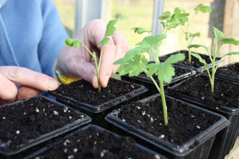 Как вырастить хризантему из букета в домашних условиях Как укоренить Возможно ли размножение черенками Можно ли посадить хризантему в горшок