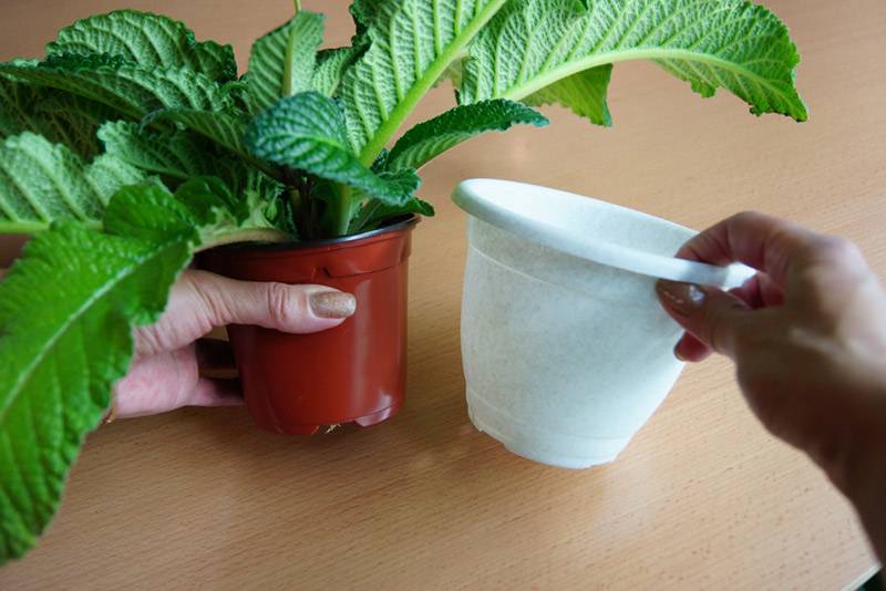Как выращивать стрептокарпус в домашних условиях?