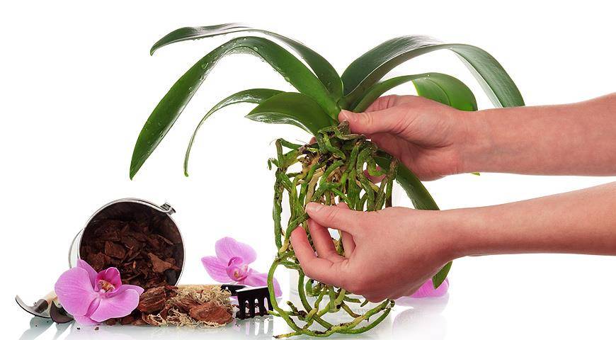 Янтарная кислота для орхидей как разводить и применять янтарную кислоту в таблетках Как правильно поливать орхидею