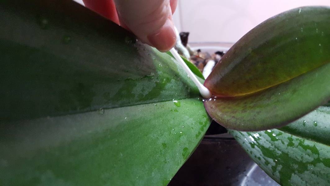 Чесночная вода для орхидей правила полива орхидей настойкой из чеснока Как сделать чесночную воду Отзывы