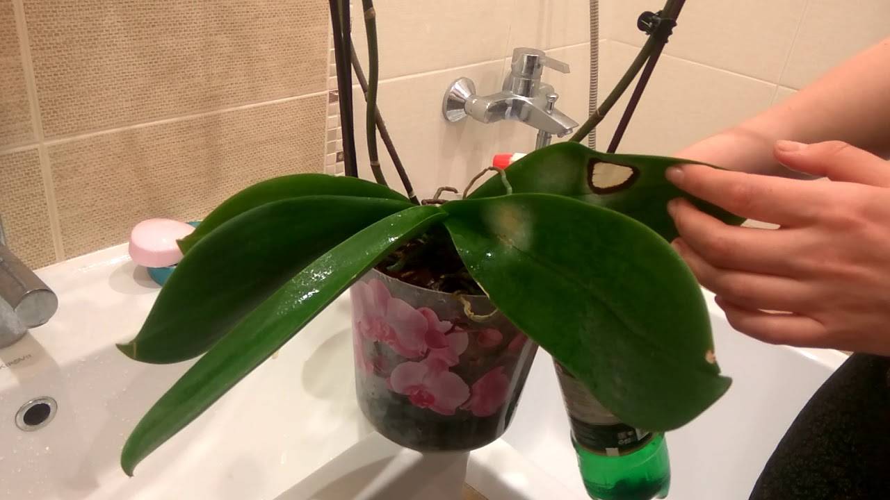 Орхидея в коре полив. Полив орхидеи. Фаленопсис полив. Полив орхидеи погружением. Полив орхидей в домашних.