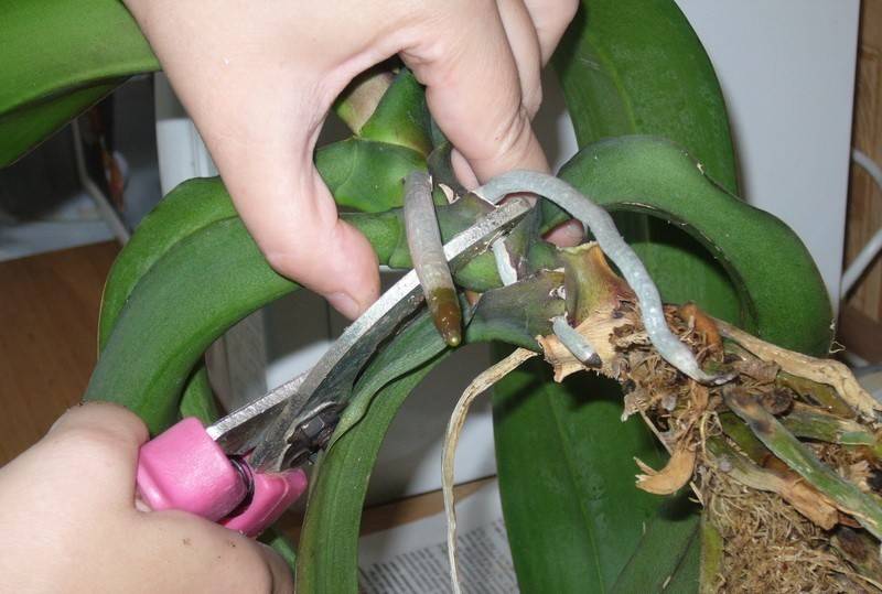 Детка фаленопсиса: на цветоносе, корнях, и как вырастить на срезанном стебле орхидеи, когда отделять, если дал, а также посадка в домашних условиях