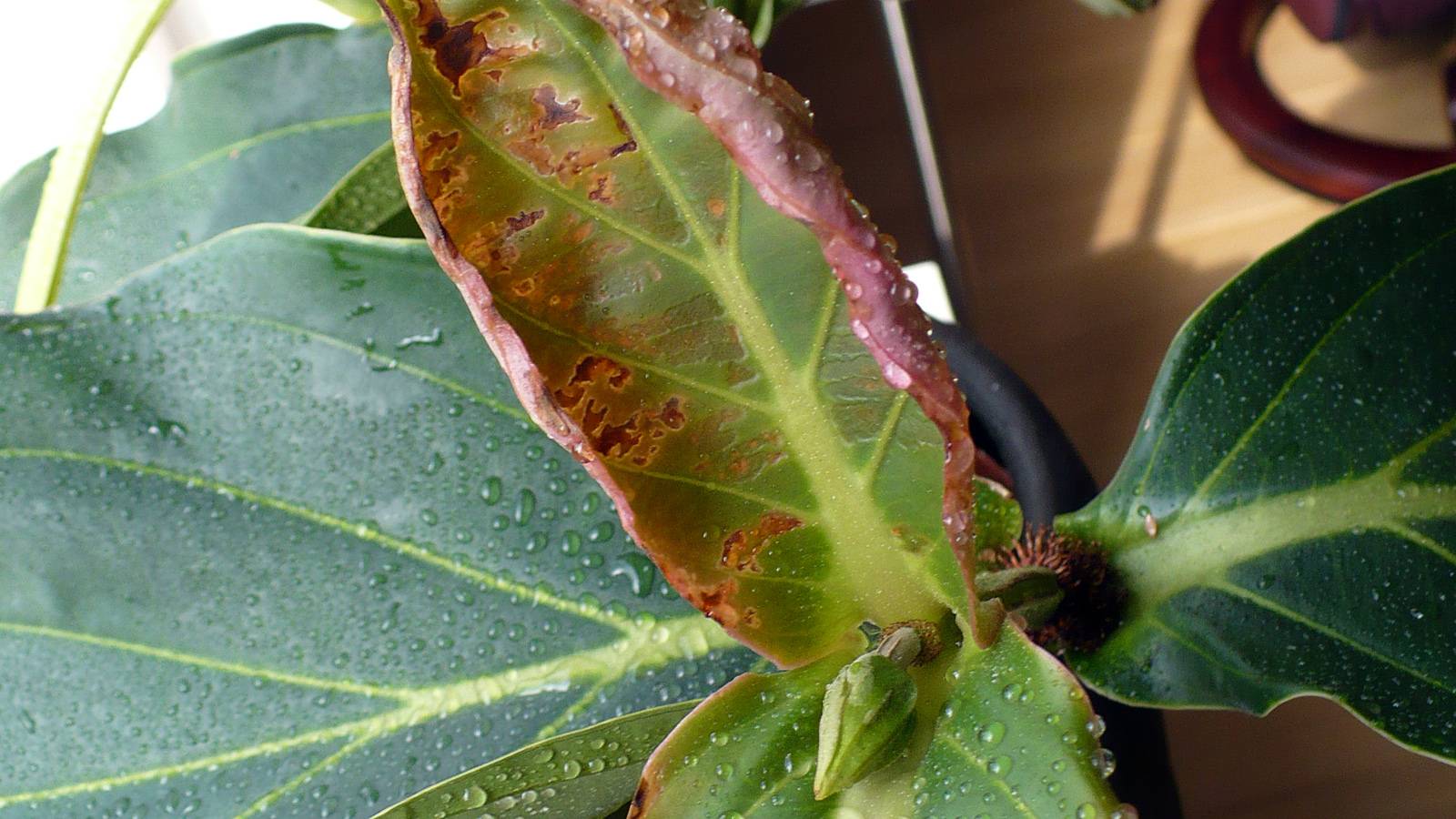 Мединилла –  уход и размножение растения в домашних условиях