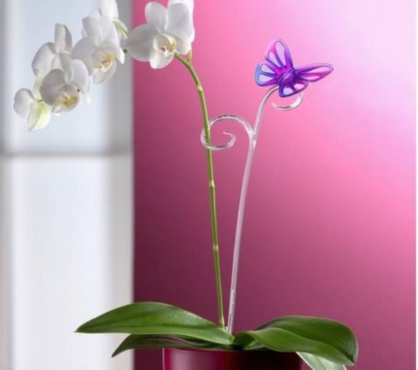Как устроить орхидее стресс