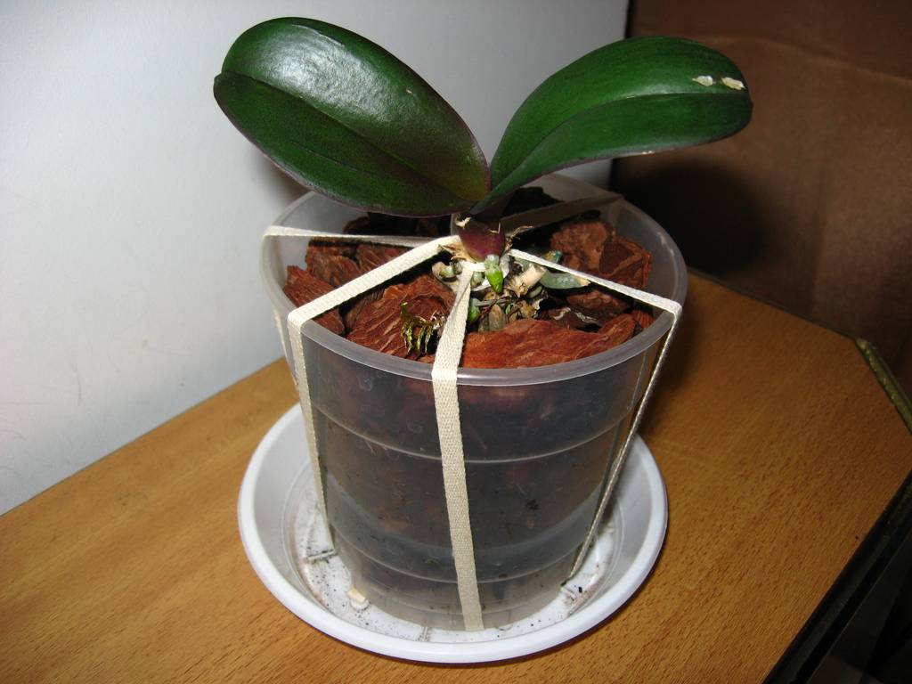 Посадка Орхидеи в горшок дома: можно ли в землю, керамзит, как поливать, пересадка