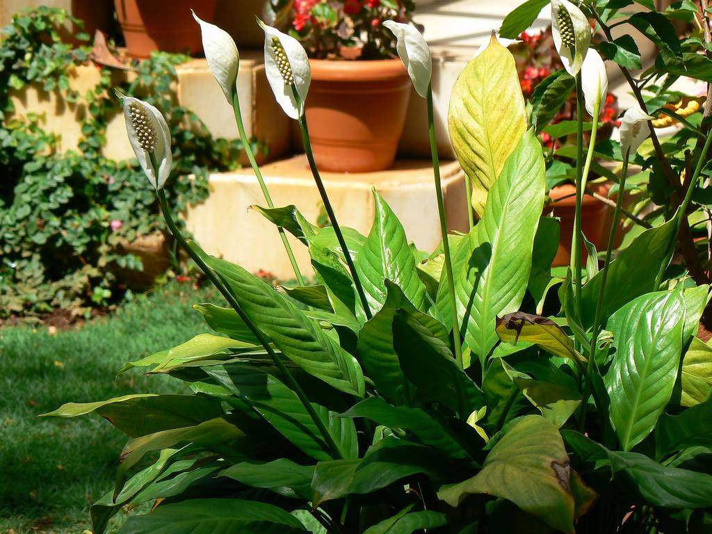 Как выращивать спатифиллум в домашних условиях?