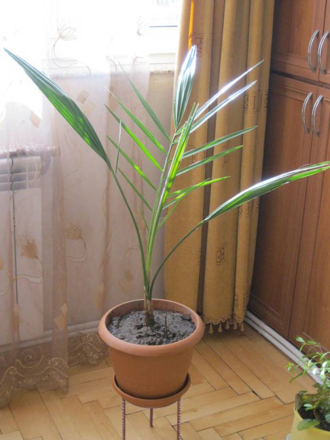 Как вырастить финиковую пальму из косточки в домашних условиях: как прорастить