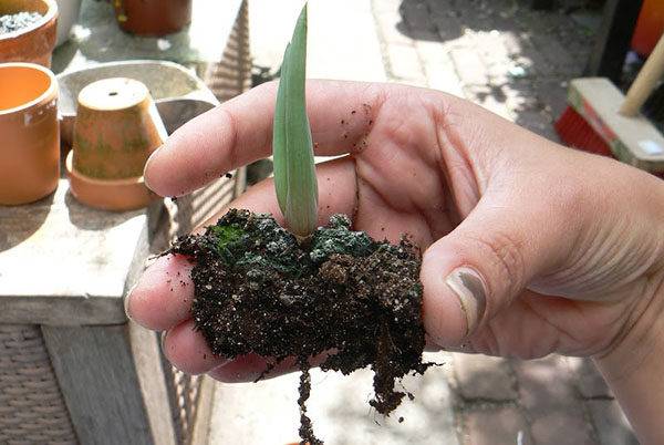 Грунт для алоэ какая почва подходит для посадки алоэ Состав грунта Как пересадить его в домашних условиях