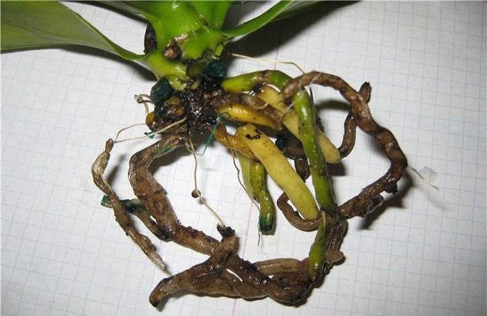Способы быстрого наращивания корней у Орхидей дома для высадки: советы