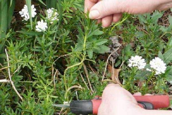 Иберис многолетний 34 фото посадка и уход нюансы выращивания в открытом грунте описание сорта Сноуфлейк с белыми цветами и других
