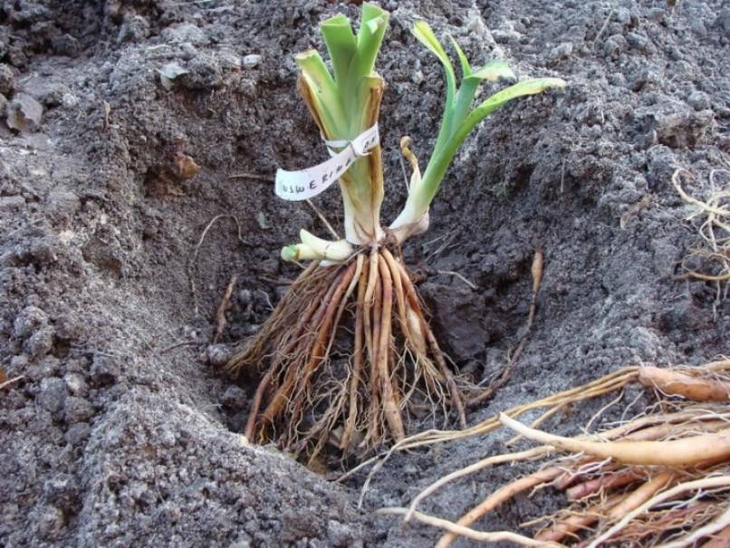 Пересадка лилейников весной на другое место и особенности выращивания лилейников – посадка и уход