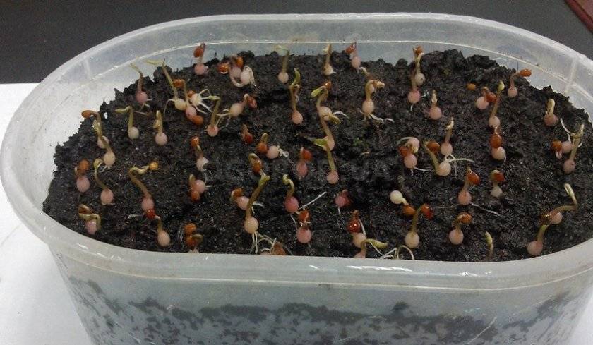 Выращивание цикламена из семян в домашних условиях: инструкции и рекомендации