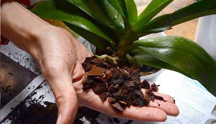 Как выращивать орхидеи в домашних условиях фаленопсис?