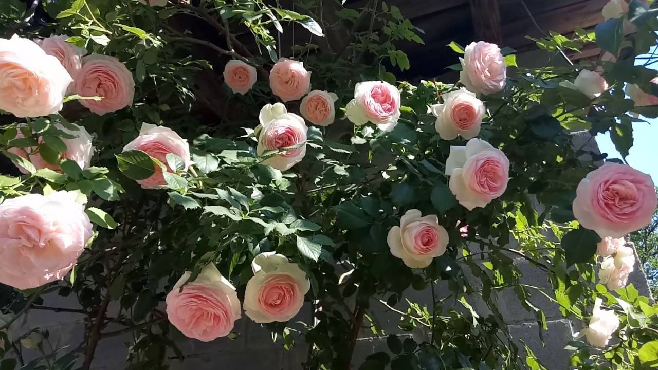 Описание сорта роз Эден Розе.