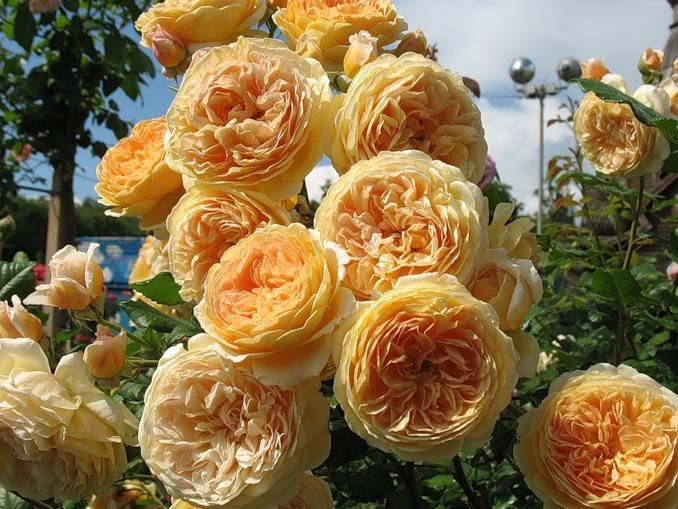 Роза плетистая Принцесса Маргарет (2178): купить саженцы почтой в России