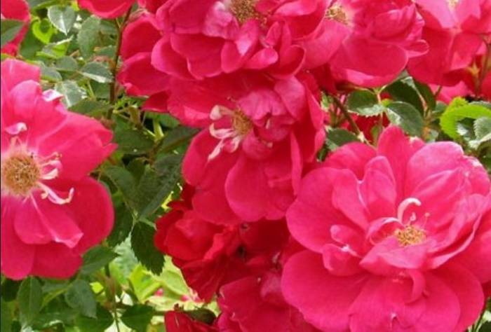 Роза вековая канадская фото и описание, генри келси