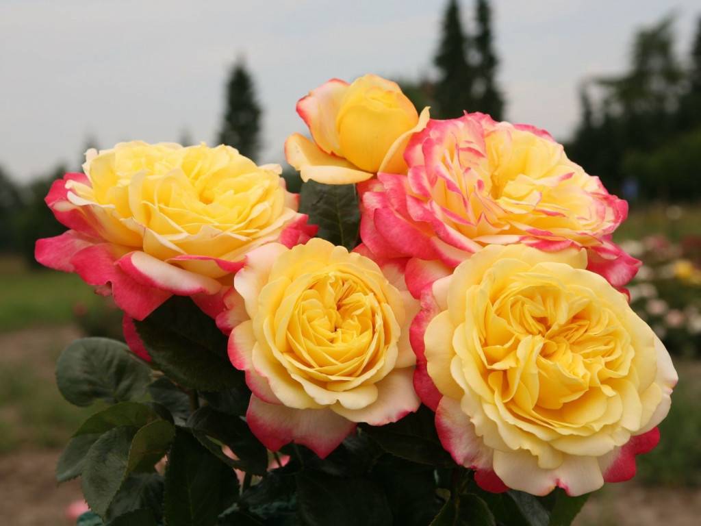Разновидности роз с фото и описанием на русском языке