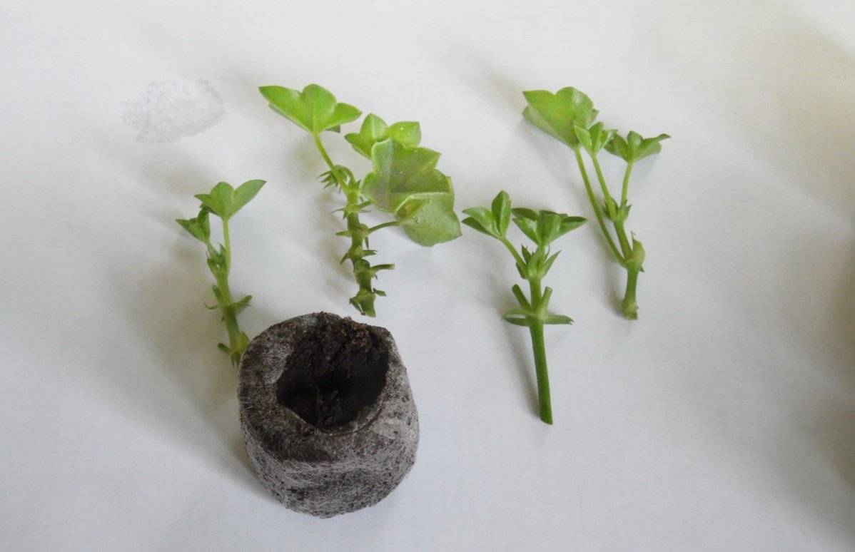 Выращивание катарантуса из семян в домашних условиях как и когда сеять ампельные катарантусы на рассаду