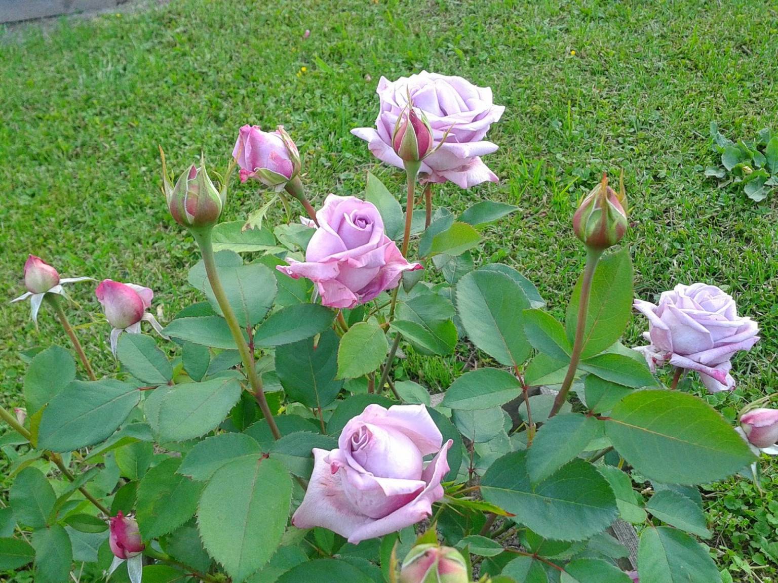 Особенности и характеристики чайно-гибридной розы Майнцер Фастнахт (Си Си)