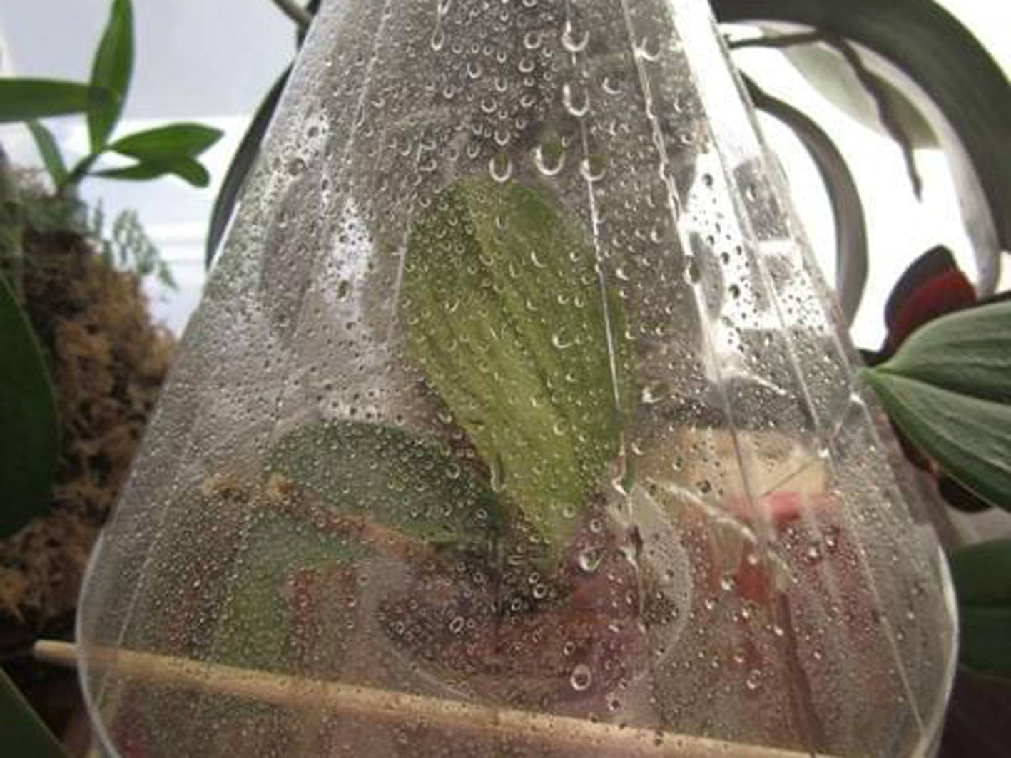 Как вырастить орхидею из семян в домашних условиях: инструкция