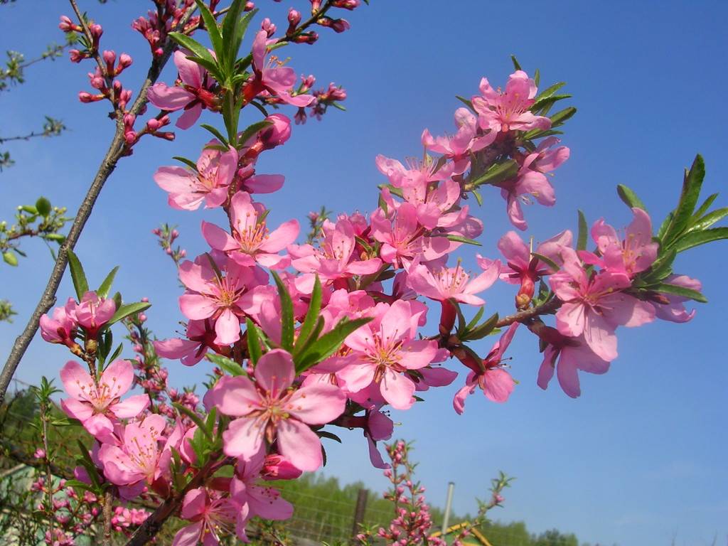 Раннецветущие кустарники с розовыми цветами фото и названия