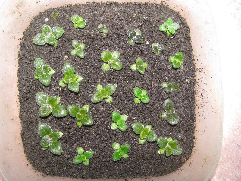 Как выращивать глоксинии из семян в домашних условиях?
