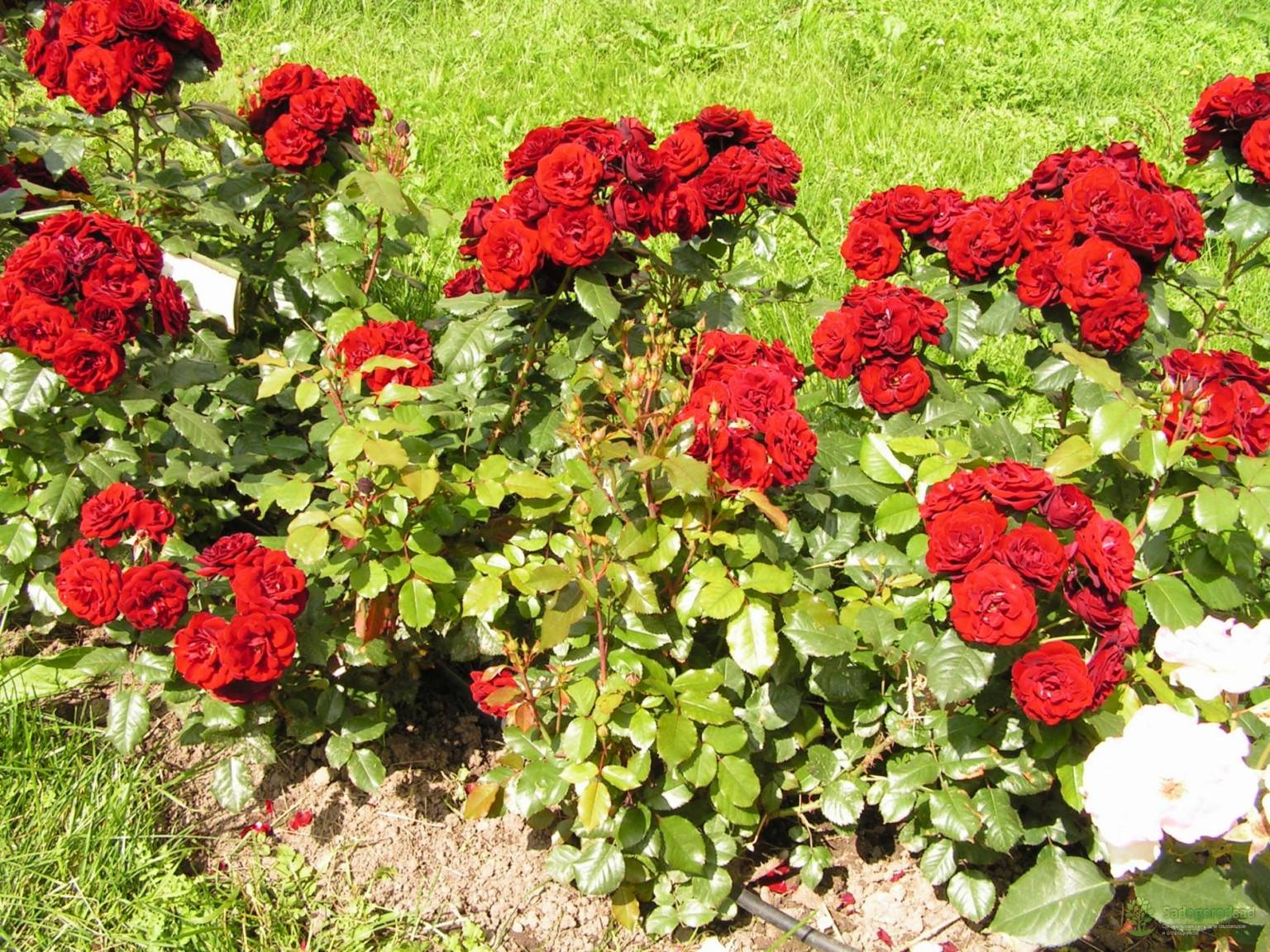 Розы красные сорта фото и описание
