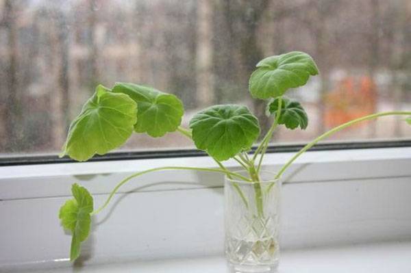 Как выращивать герань из черенков в домашних условиях?