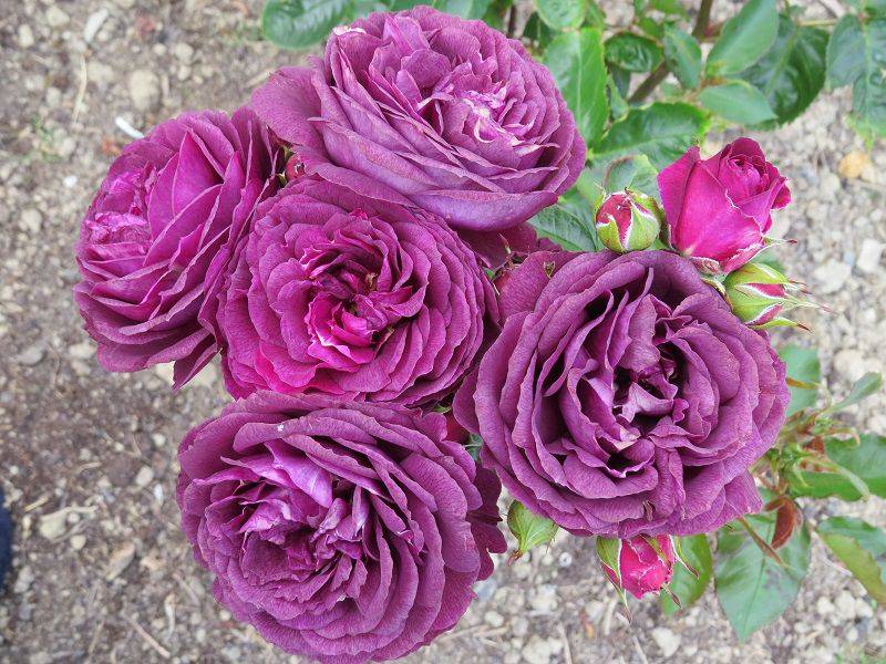 Розы сорт рафаэлло фото