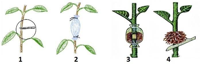 Как выращивать хойю из семян в домашних условиях?