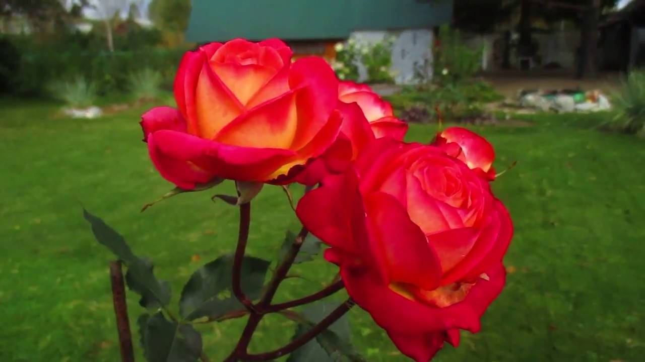 Мидсаммер роза фото в саду