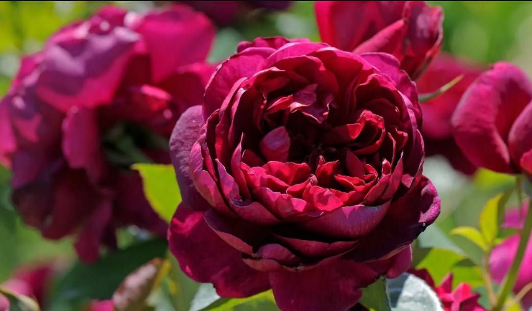 Роза Блаш: описание и характеристики сорта, правила выращивания, размножение