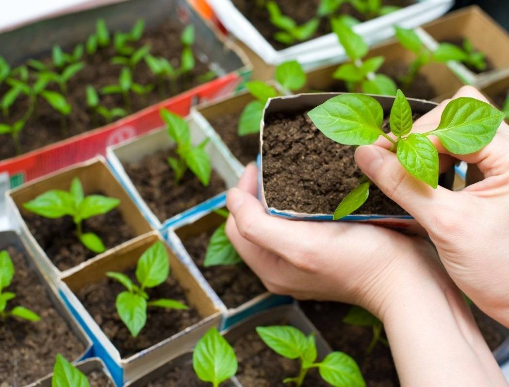 Как выращивать фуксию из семян в домашних условиях?