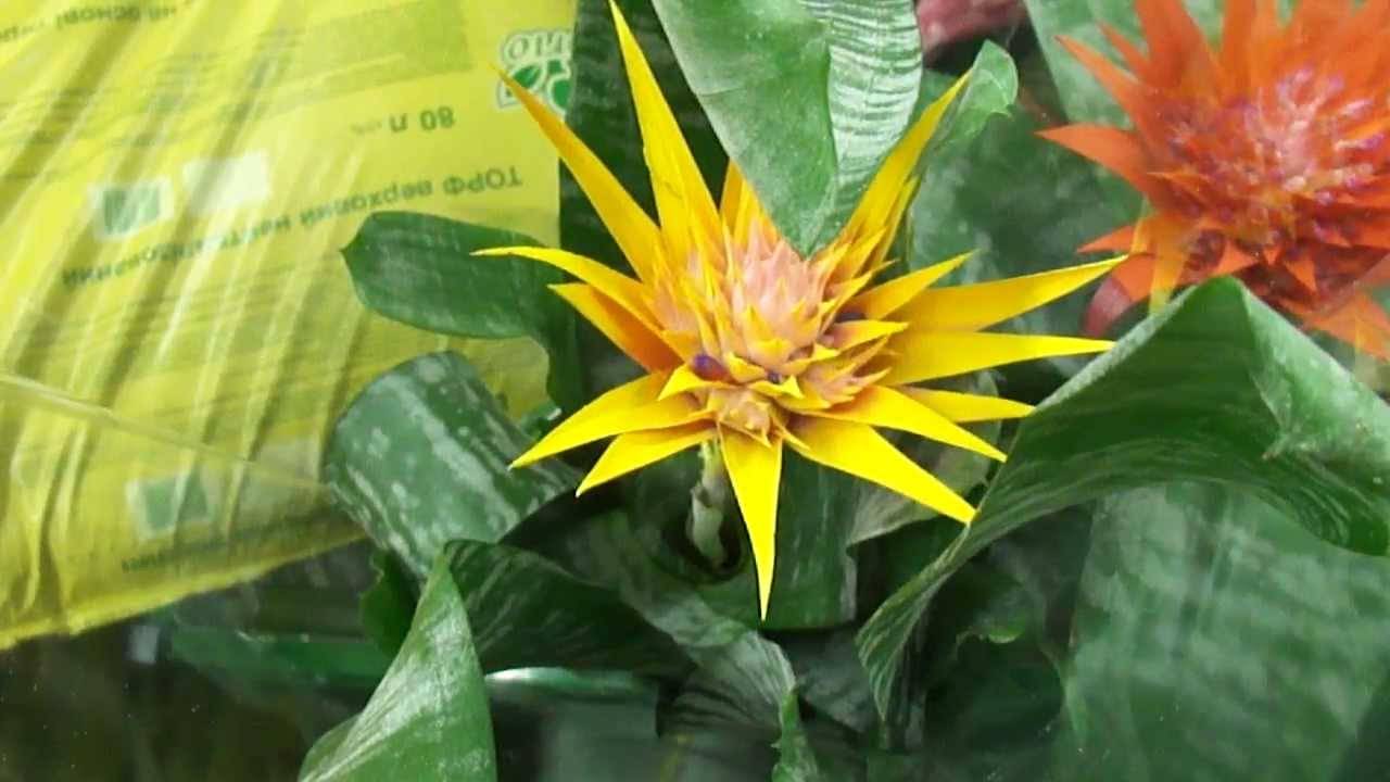 Цветок эхмея — уход и размножение в домашних условиях