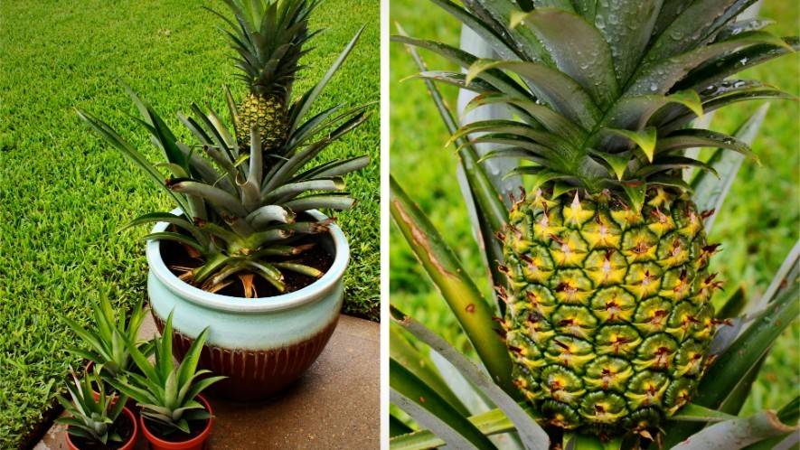 Как выращивать ананас в горшке в домашних условиях?