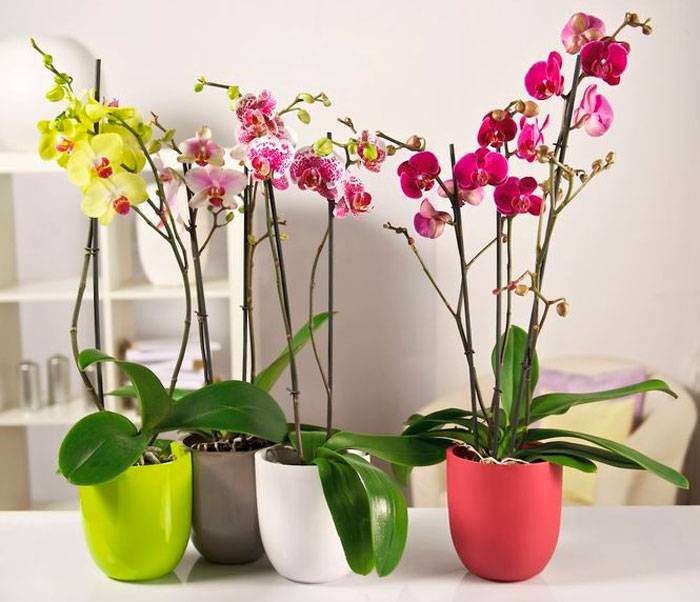 Орхидеи Условиях Фото