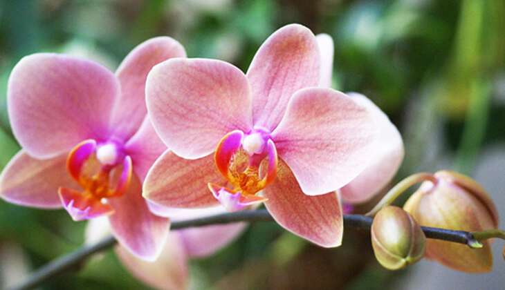 У орхидеи желтеет цветонос: почему так происходит и что делать?