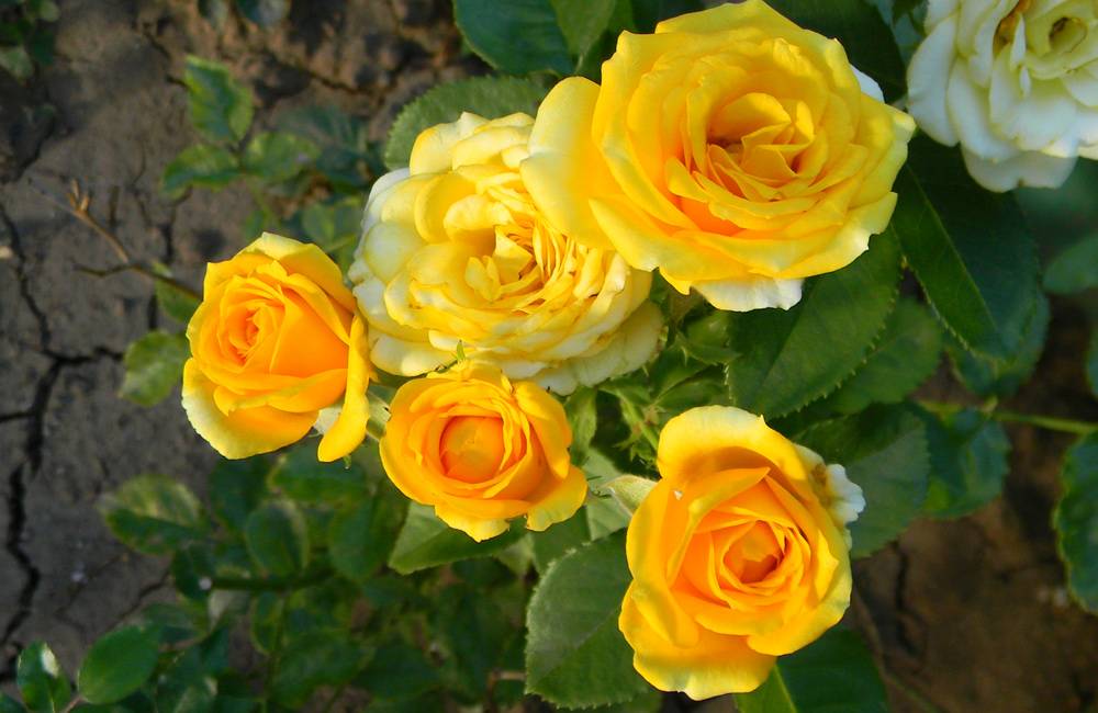Розы микс для посадки в саду