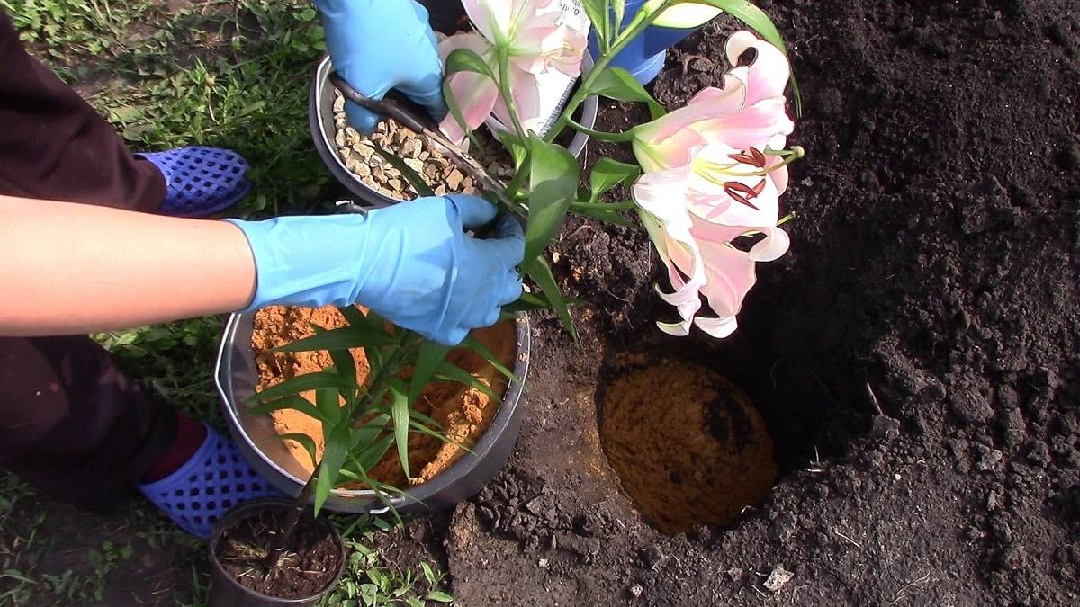Как выращивать лилию в домашних условиях?