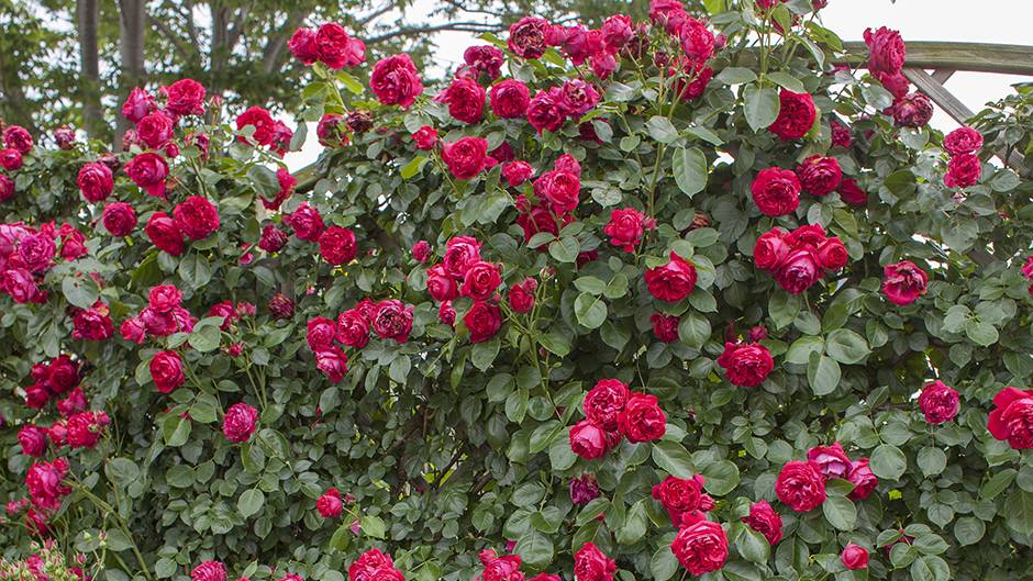 Сорт розы эрик таберли фото и описание