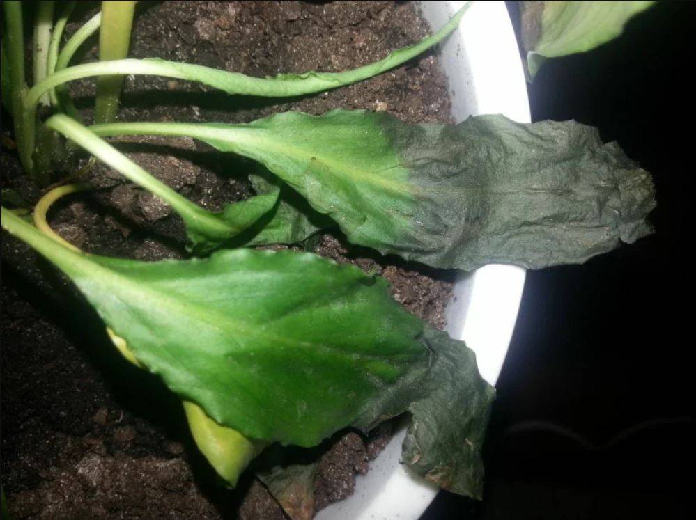 Почему у спатифиллума чернеют кончики листьев — причины и лечение