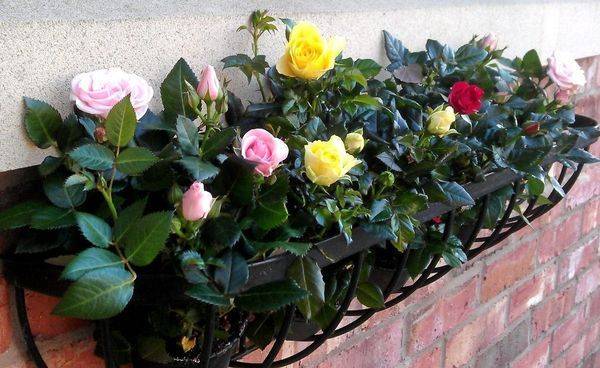 Розы микс для посадки в саду
