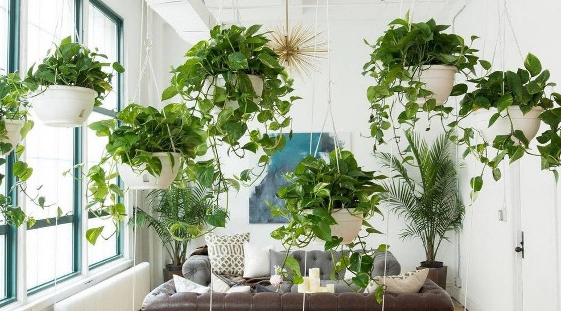 Вьющиеся комнатные растения и свисающие лианы