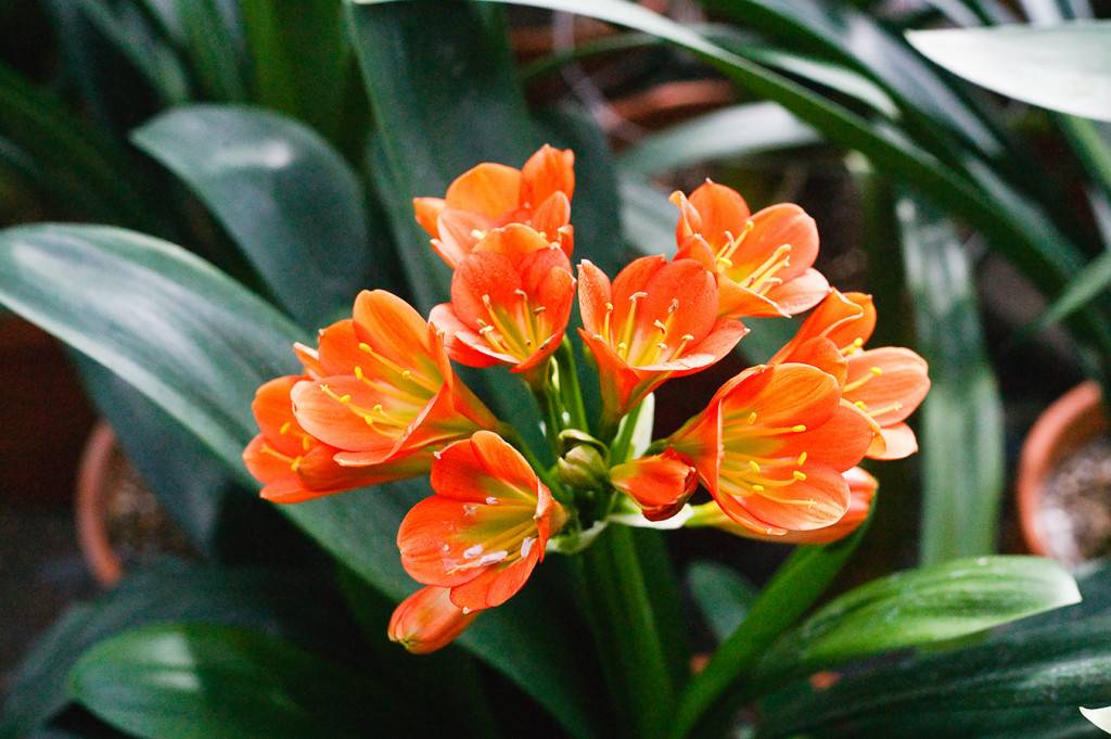 Неприхотливые растения для дома цветущие фото и название