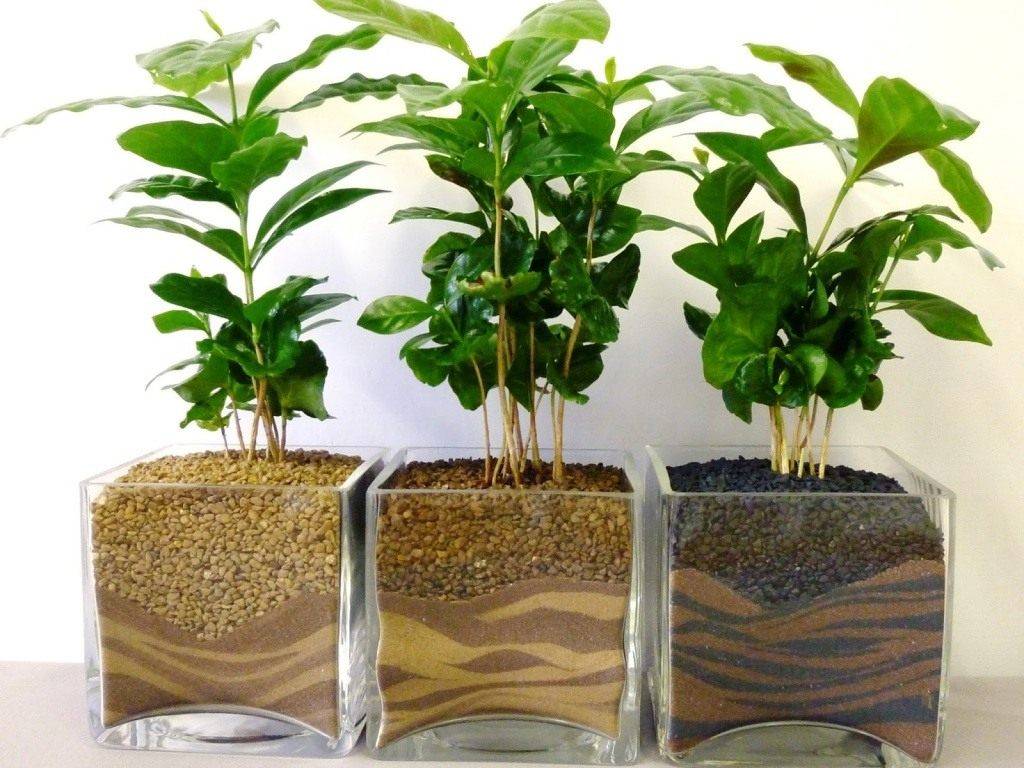 Комнатные деревья: уход за растением кофе Арабика в домашних условиях